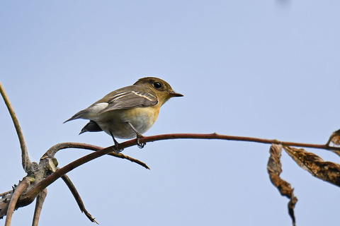 DSC_4875.jpg
