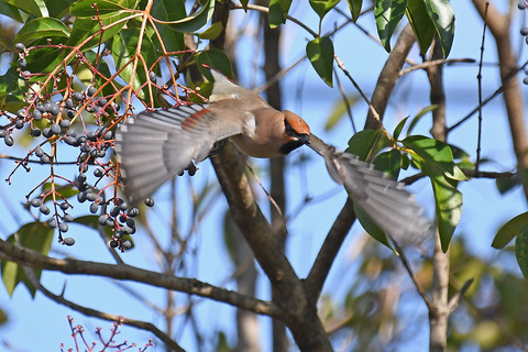 DSC_4917.jpg