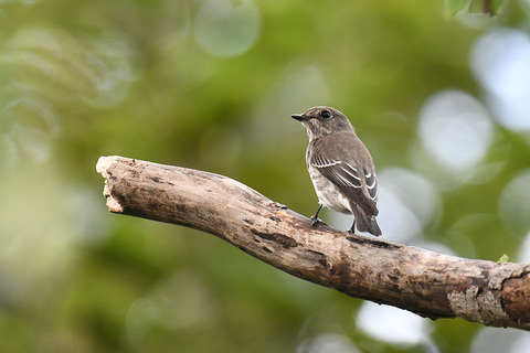 DSC_4926.jpg