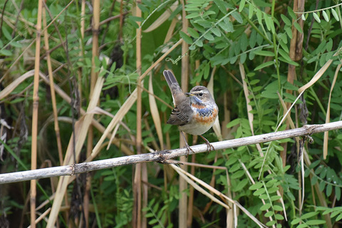 DSC_4932.jpg