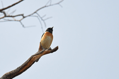 DSC_4941.jpg