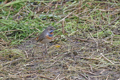 DSC_4952.jpg