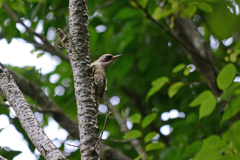DSC_4983.jpg