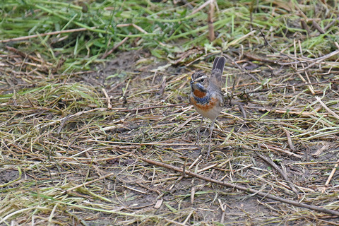 DSC_4984.jpg
