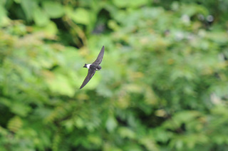 DSC_4991.jpg