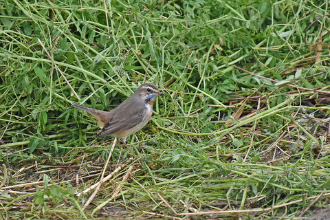 DSC_4992.jpg