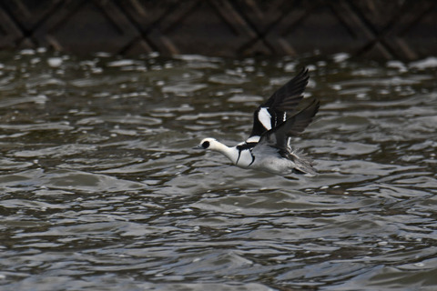 DSC_4994.jpg