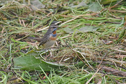 DSC_5002.jpg