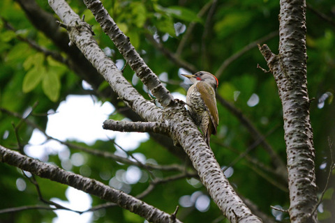 DSC_5004.jpg