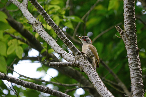 DSC_5017.jpg