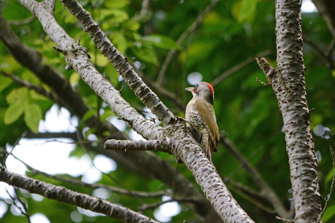 DSC_5026.jpg