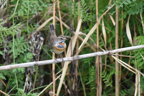 DSC_5027.jpg