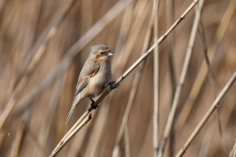 DSC_5055.jpg
