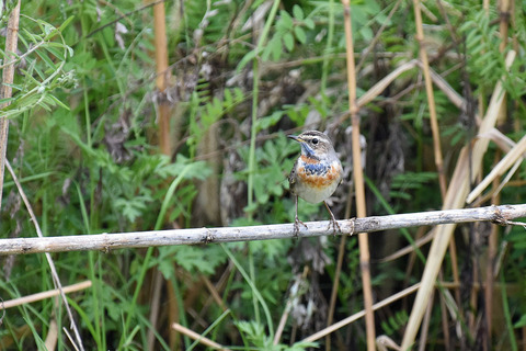 DSC_5072.jpg