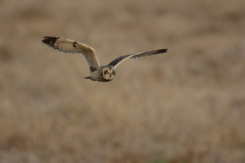DSC_5171.jpg