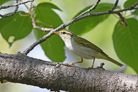 DSC_5207.jpg