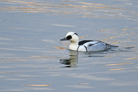 DSC_5207.jpg