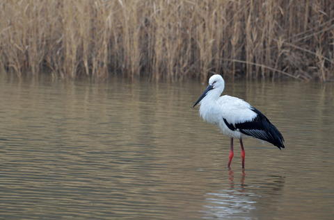 DSC_5220.jpg