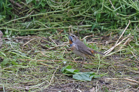 DSC_5229.jpg