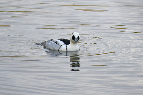 DSC_5251.jpg
