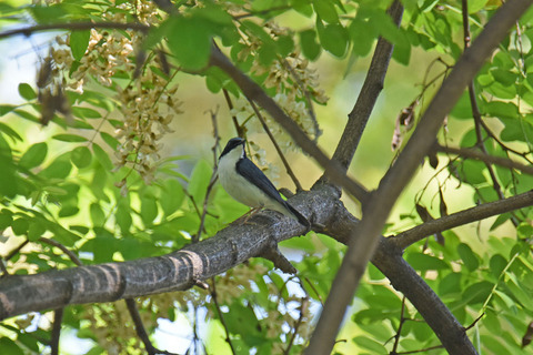 DSC_5266s.jpg