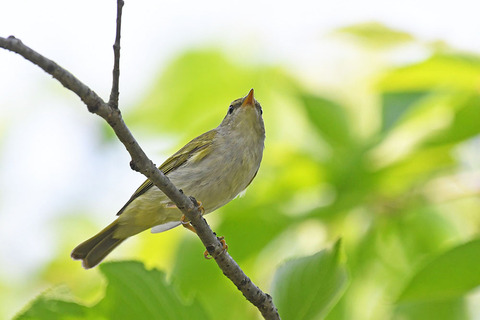 DSC_5268s.jpg
