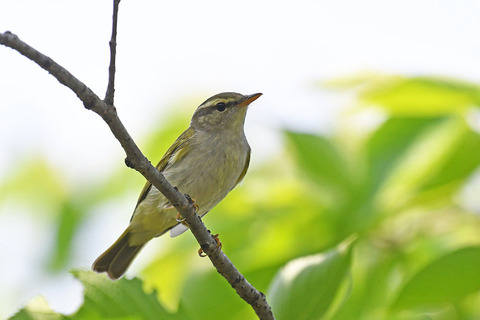 DSC_5284s.jpg