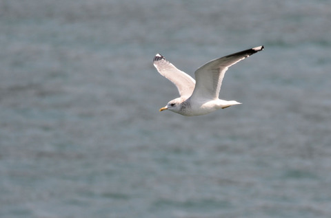 DSC_5294.jpg