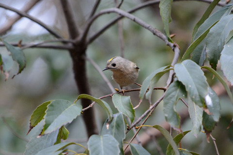 DSC_5357.jpg
