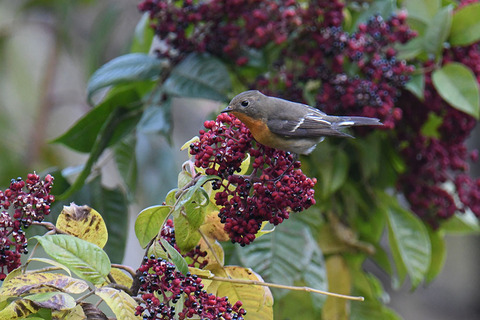 DSC_5373.jpg