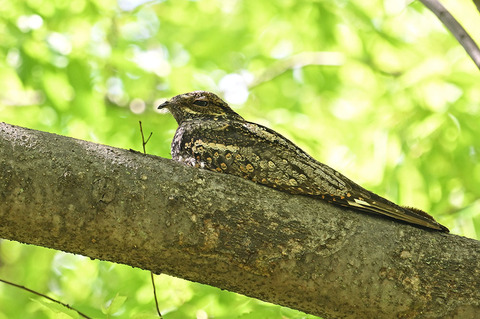 DSC_5417.jpg