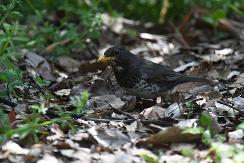 DSC_5446.jpg