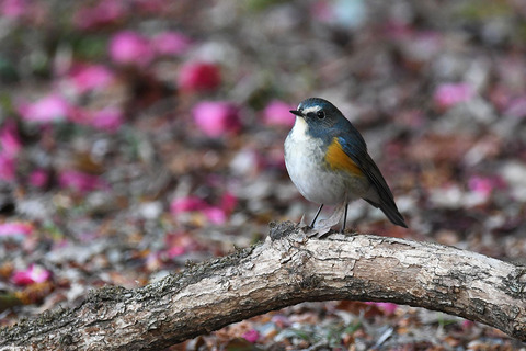 DSC_5470.jpg