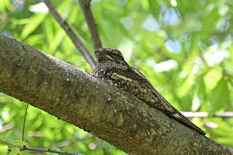 DSC_5491.jpg