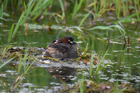 DSC_5499.jpg