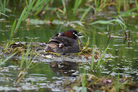 DSC_5516.jpg