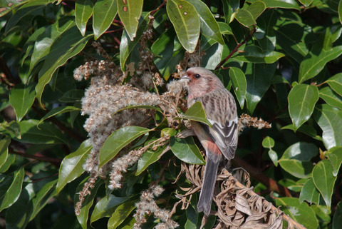 DSC_5526.jpg