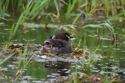 DSC_5531.jpg