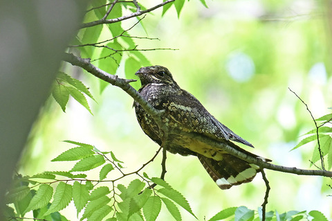 DSC_5535.jpg