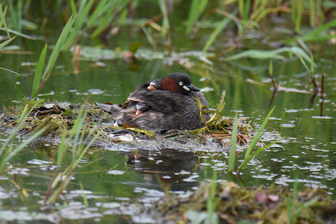 DSC_5535.jpg
