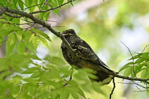 DSC_5547.jpg