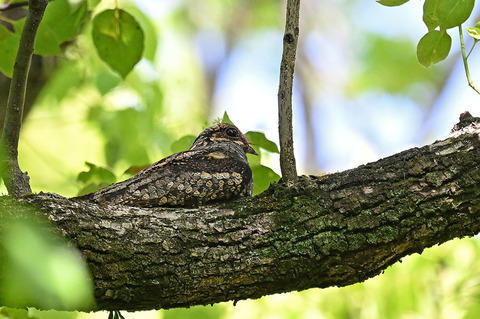 DSC_5589.jpg