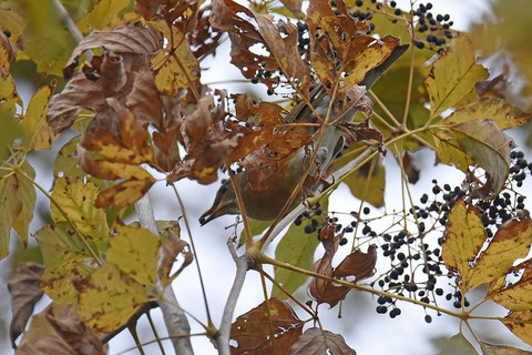 DSC_5628.jpg