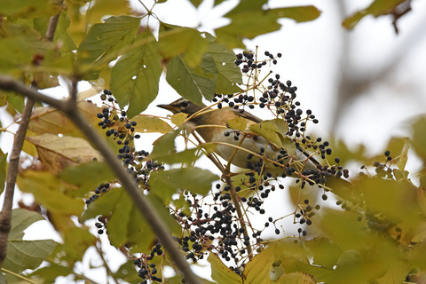 DSC_5651.jpg