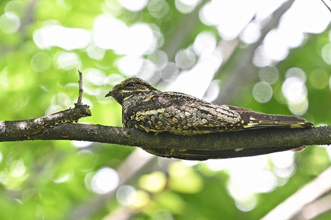 DSC_5671.jpg