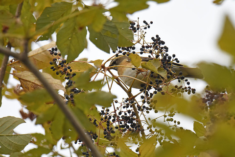 DSC_5726.jpg