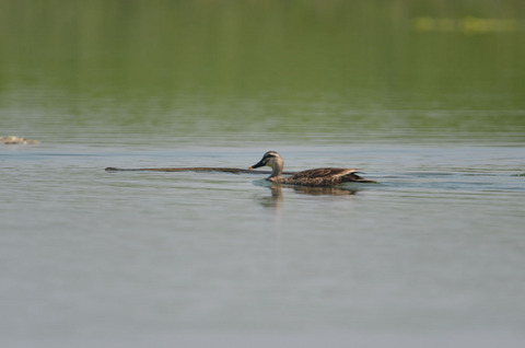 DSC_5731.jpg