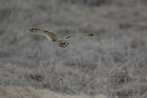 DSC_5775.jpg