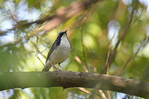 DSC_5796.jpg