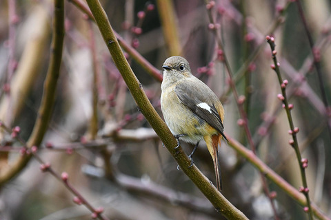 DSC_5801.jpg
